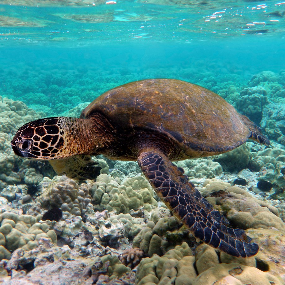 Chelonia mydas swimming above a Hawaiian coral reef. Brocken Inaglory [CC-BY-SA-3.0 or GFDL], via Wikimedia Commons